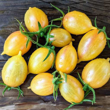 MärchenZauber Tomato MärchenZauber Tomato