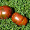 Banded Amazon Dwarf Tomato