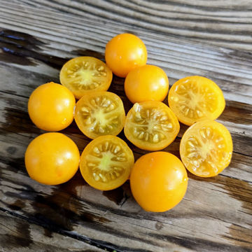 Yellow Canary Micro Dwarf Tomato Yellow Canary Micro Dwarf Tomato