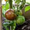 Sandy Stripes Dwarf Tomato Project