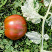 Sandy Stripes Dwarf Tomato Project