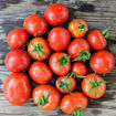 Smoky Mountain Tomato