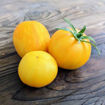 Yellow Furry Hog Tomato