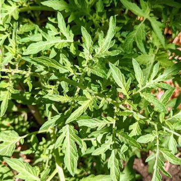 Spike Tomato Spike Tomato