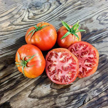 Katja Tomato Katja Tomato