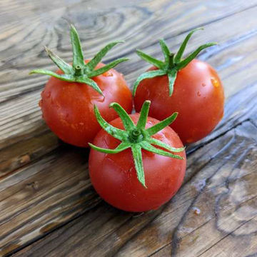 Praleska Tomato Praleska Tomato