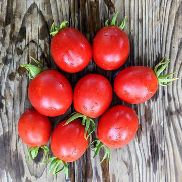 Siccagno Tomato Siccagno Tomato