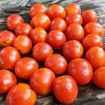 A Grappoli Corbarino Round Longkeeper Tomato