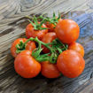 Annarita Longkeeper Tomato