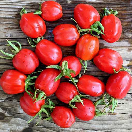 Aosta Valley Select Longkeeper Tomato