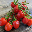 Aosta Valley Select Longkeeper Tomato