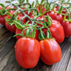 Aosta Valley Select Longkeeper Tomato