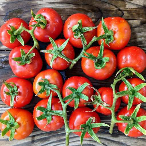 Canne Torre Longkeeper Tomato