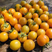 Crispiana Longkeeper Tomato