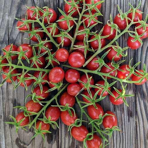 Donatellina Longkeeper Tomato