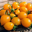 GiaGiu Longkeeper Tomato