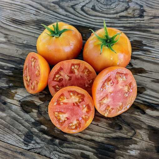 Gift of Autumn Longkeeper Tomato