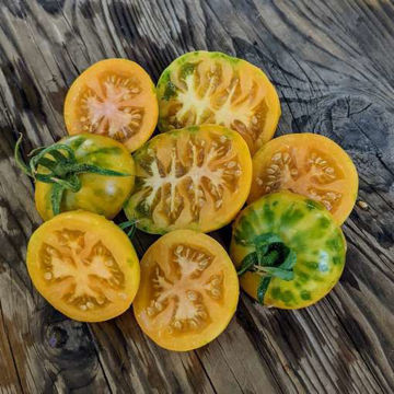 Golden Treasure Longkeeper Tomato Golden Treasure Longkeeper Tomato