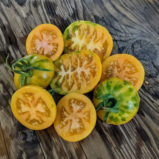 Golden Treasure Longkeeper Tomato