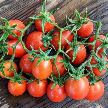 Köning Humbert Longkeeper Tomato Köning Humbert Longkeeper Tomato