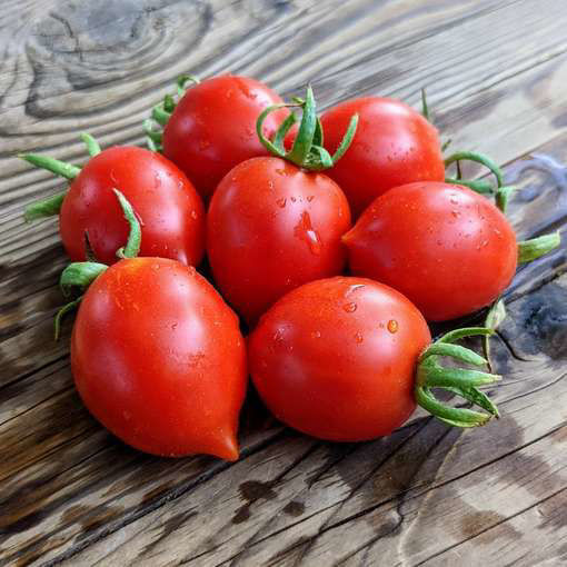 Professor Klapprott´s Spitze Longkeeper Tomato