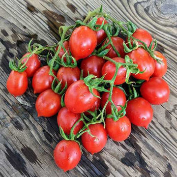Treccia Rossa Longkeeper Tomato Treccia Rossa Longkeeper Tomato