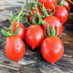 Treccia Rossa Longkeeper Tomato