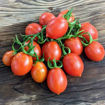 Treccia Rossa Longkeeper Tomato