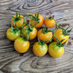 Yellow Winter Longkeeper Tomato