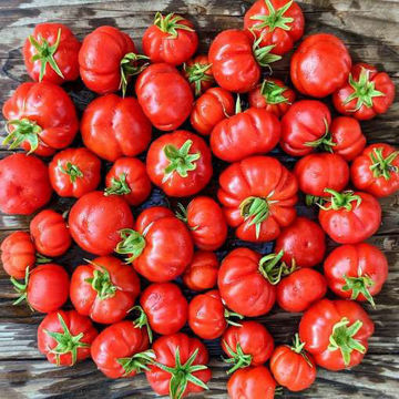 Ballen Multi-Flora Tomato Ballen Multi-Flora Tomato