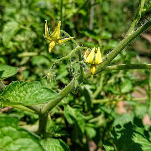 Achatado Longkeeper Tomato