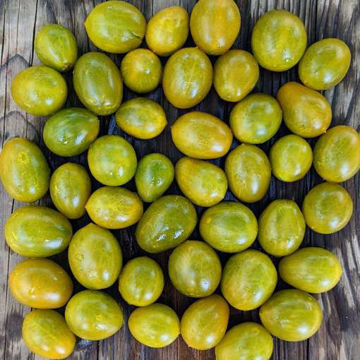 Amber Keyes Multi Flora Tomato Amber Keyes Multi Flora Tomato