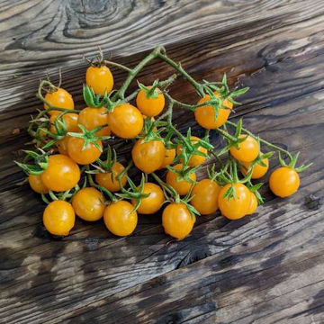 Fire Egg Keyes Flora Tomato Fire Egg Keyes Flora Tomato