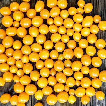 Kleiner Prinzt Multi Flora Tomato Kleiner Prinzt Multi Flora Tomato