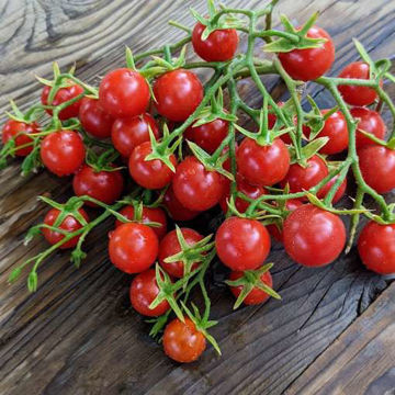 Kozula 14-1 Multi Flora Tomato Kozula 14-1 Multi Flora Tomato
