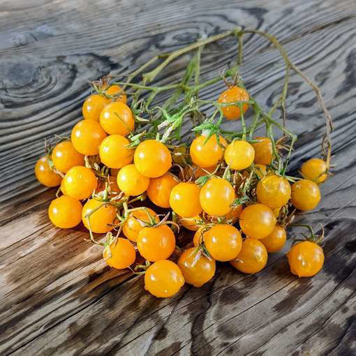 Microwein Multi Flora Tomato