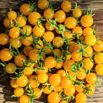 Mirabelle Jaune Multi Flora Tomato Mirabelle Jaune Multi Flora Tomato