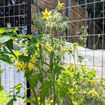 Mirabelle Jaune Multi Flora Tomato