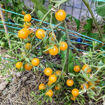 Mirabelle Jaune Multi Flora Tomato