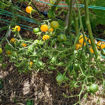 Mirabelle Jaune Multi Flora Tomato