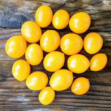 Sweet Beverly Multi Flora Tomato Sweet Beverly Multi Flora Tomato