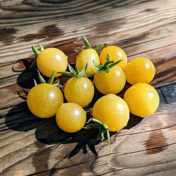 Sweet Sharon Multi Flora Tomato Sweet Sharon Multi Flora Tomato