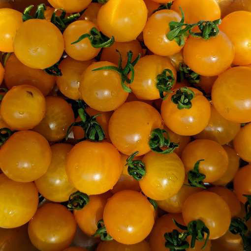 Golden Currant Cherry Tomato