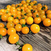 Golden Currant Cherry Tomato