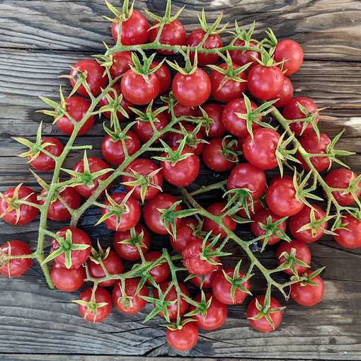 Pink Princess Cherry Tomato