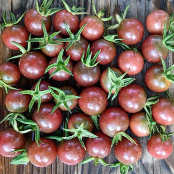 Rosella Cherry Tomato Rosella Cherry Tomato
