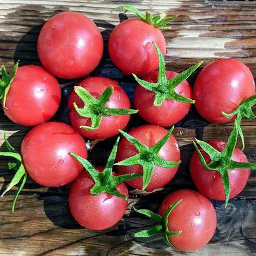 Dr. Carolyn Pink Cherry Tomato