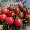 Dr. Carolyn Pink Cherry Tomato