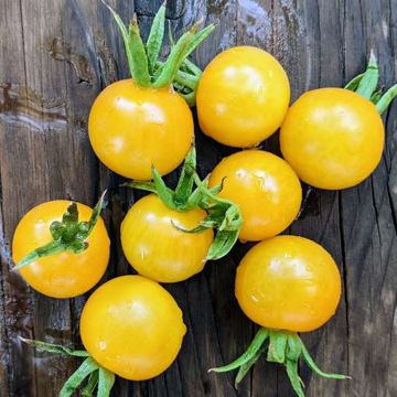 Egg Yolk Cherry Tomato Egg Yolk Cherry Tomato