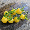 Gnocchi di Limon Cherry Tomato